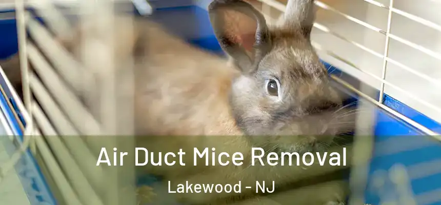  Air Duct Mice Removal Lakewood - NJ